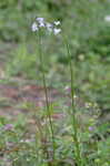 Oldfield toadflax